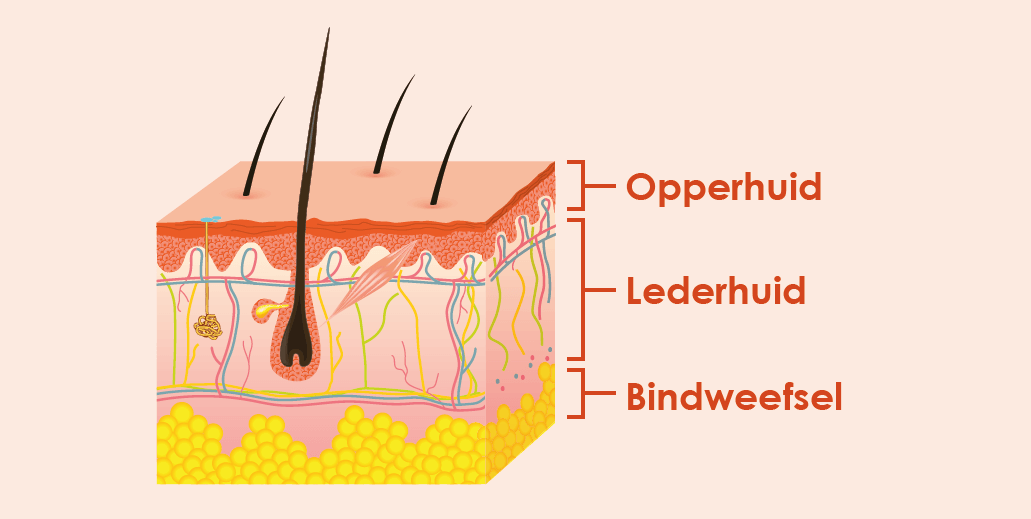 Verschillende huidlagen opperhuid lederhuid bindweefsel